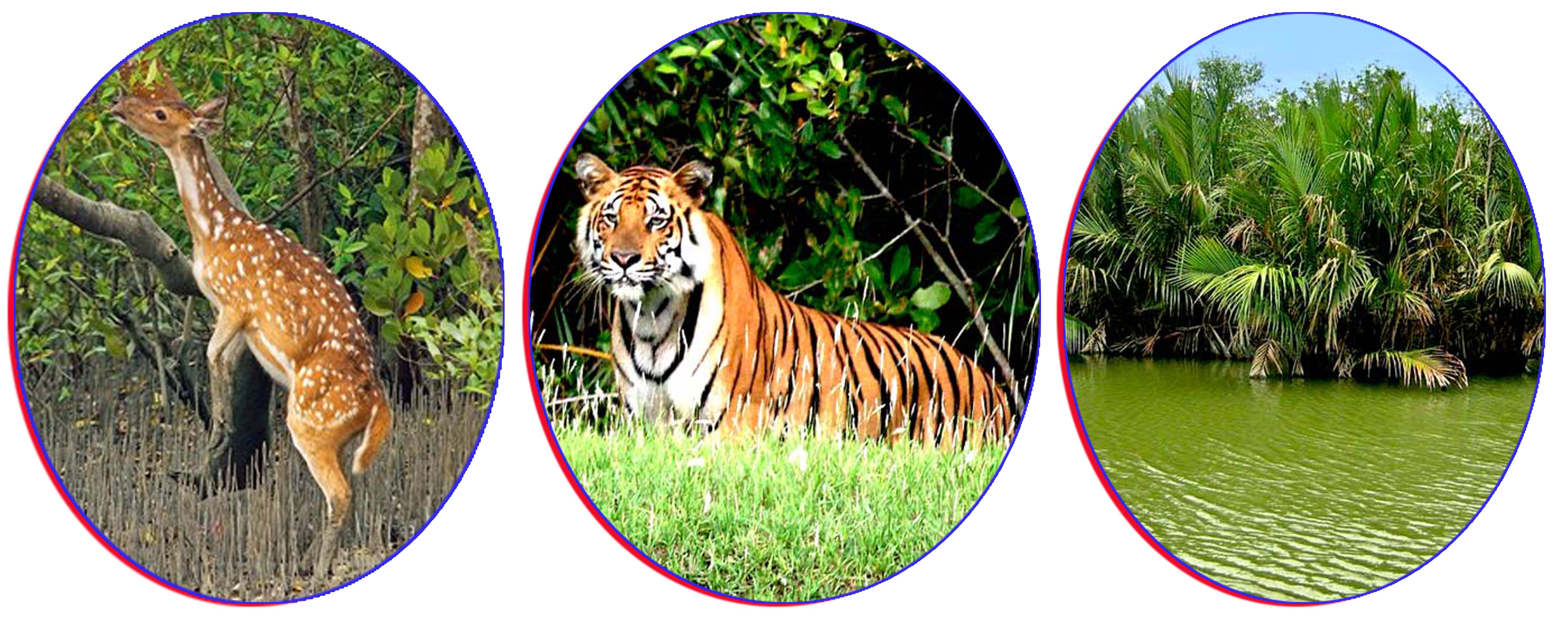 Sundarban tour