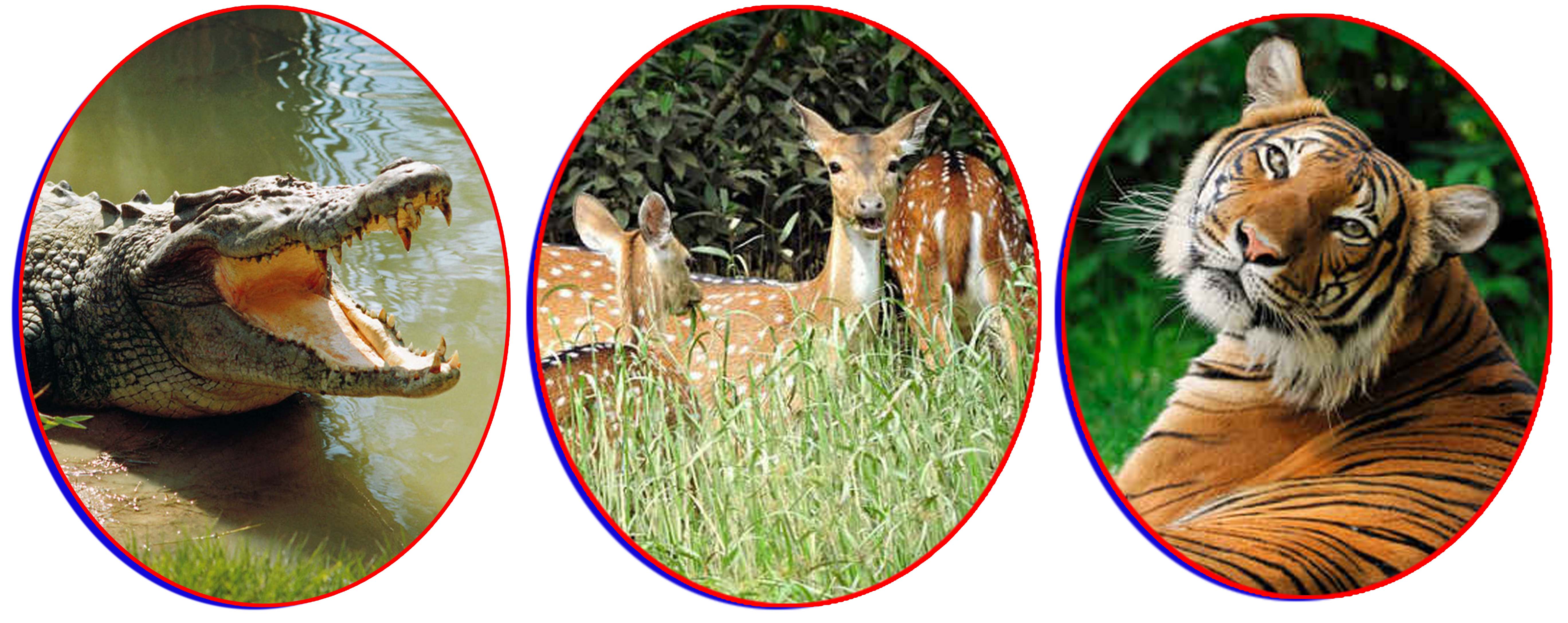 Odisha Wildlife Tour