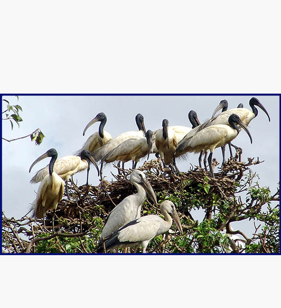 Bhitarakanika & Similipal Tour